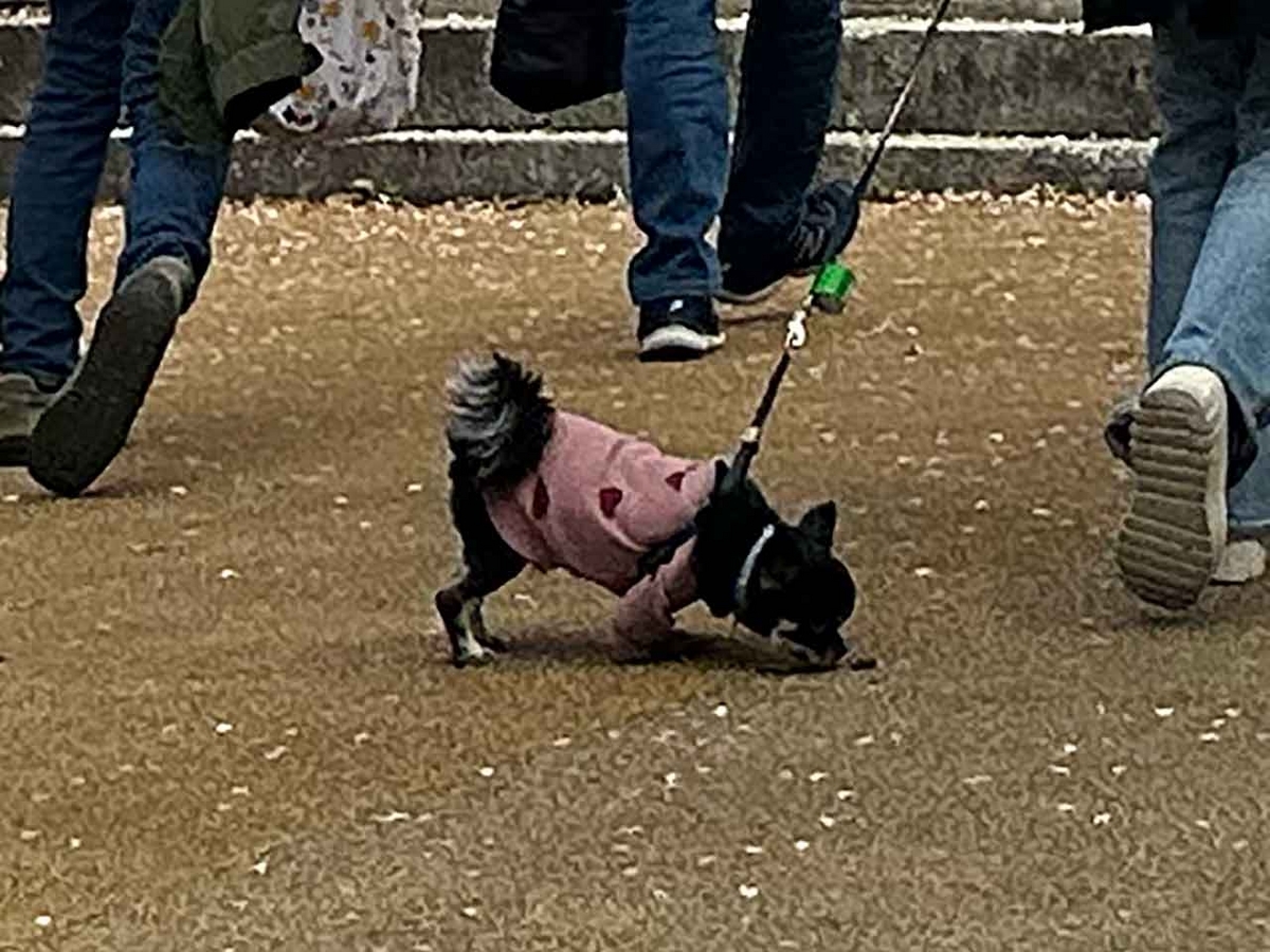 「私のペースで楽しくランラン♪ランニング134本目」福岡の桜の名所 西公園に満開の桜を観に行くコース【適材適食】小園亜由美（管理栄養士・野菜ソムリエ上級プロ）糖尿病専門・甲状腺専門二田哲博クリニック勤務＠福岡姪浜・福岡天神