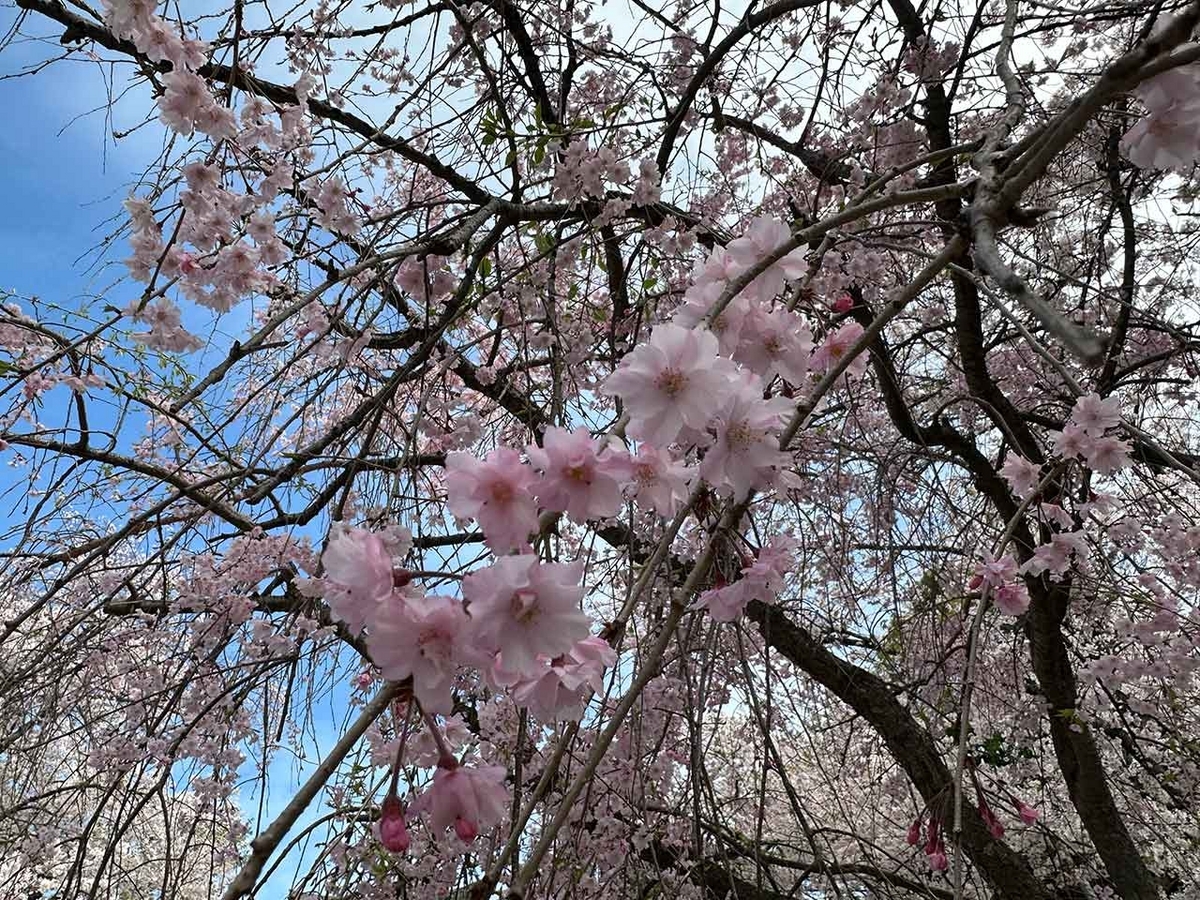 「私のペースで楽しくランラン♪ランニング134本目」福岡の桜の名所 西公園に満開の桜を観に行くコース【適材適食】小園亜由美（管理栄養士・野菜ソムリエ上級プロ）糖尿病専門・甲状腺専門二田哲博クリニック勤務＠福岡姪浜・福岡天神