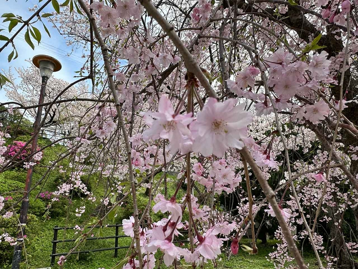 「私のペースで楽しくランラン♪ランニング134本目」福岡の桜の名所 西公園に満開の桜を観に行くコース【適材適食】小園亜由美（管理栄養士・野菜ソムリエ上級プロ）糖尿病専門・甲状腺専門二田哲博クリニック勤務＠福岡姪浜・福岡天神