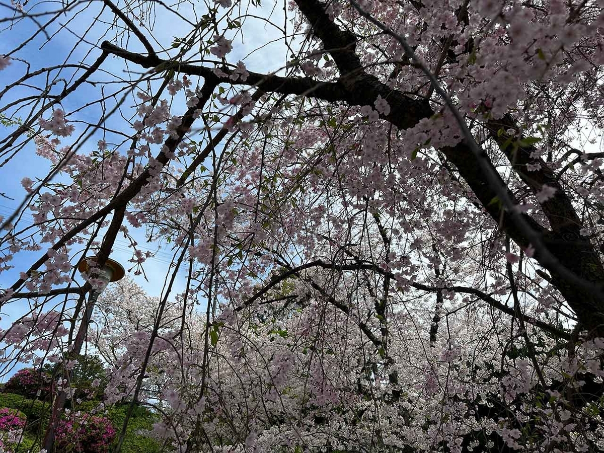 「私のペースで楽しくランラン♪ランニング134本目」福岡の桜の名所 西公園に満開の桜を観に行くコース【適材適食】小園亜由美（管理栄養士・野菜ソムリエ上級プロ）糖尿病専門・甲状腺専門二田哲博クリニック勤務＠福岡姪浜・福岡天神