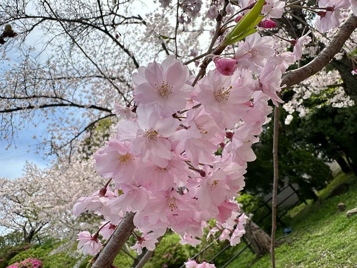 「私のペースで楽しくランラン♪ランニング134本目」福岡の桜の名所 西公園に満開の桜を観に行くコース【適材適食】小園亜由美（管理栄養士・野菜ソムリエ上級プロ）糖尿病専門・甲状腺専門二田哲博クリニック勤務＠福岡姪浜・福岡天神