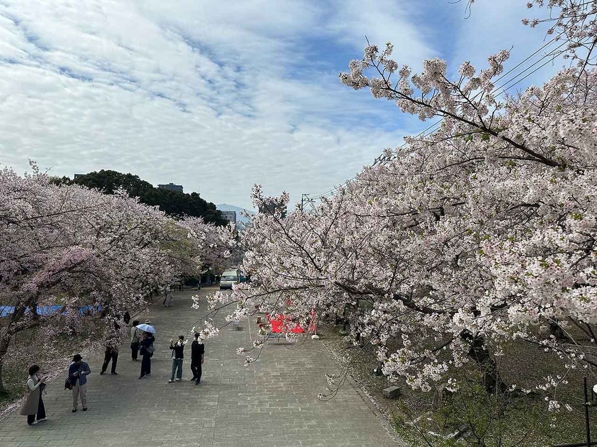 「私のペースで楽しくランラン♪ランニング134本目」福岡の桜の名所 西公園に満開の桜を観に行くコース【適材適食】小園亜由美（管理栄養士・野菜ソムリエ上級プロ）糖尿病専門・甲状腺専門二田哲博クリニック勤務＠福岡姪浜・福岡天神