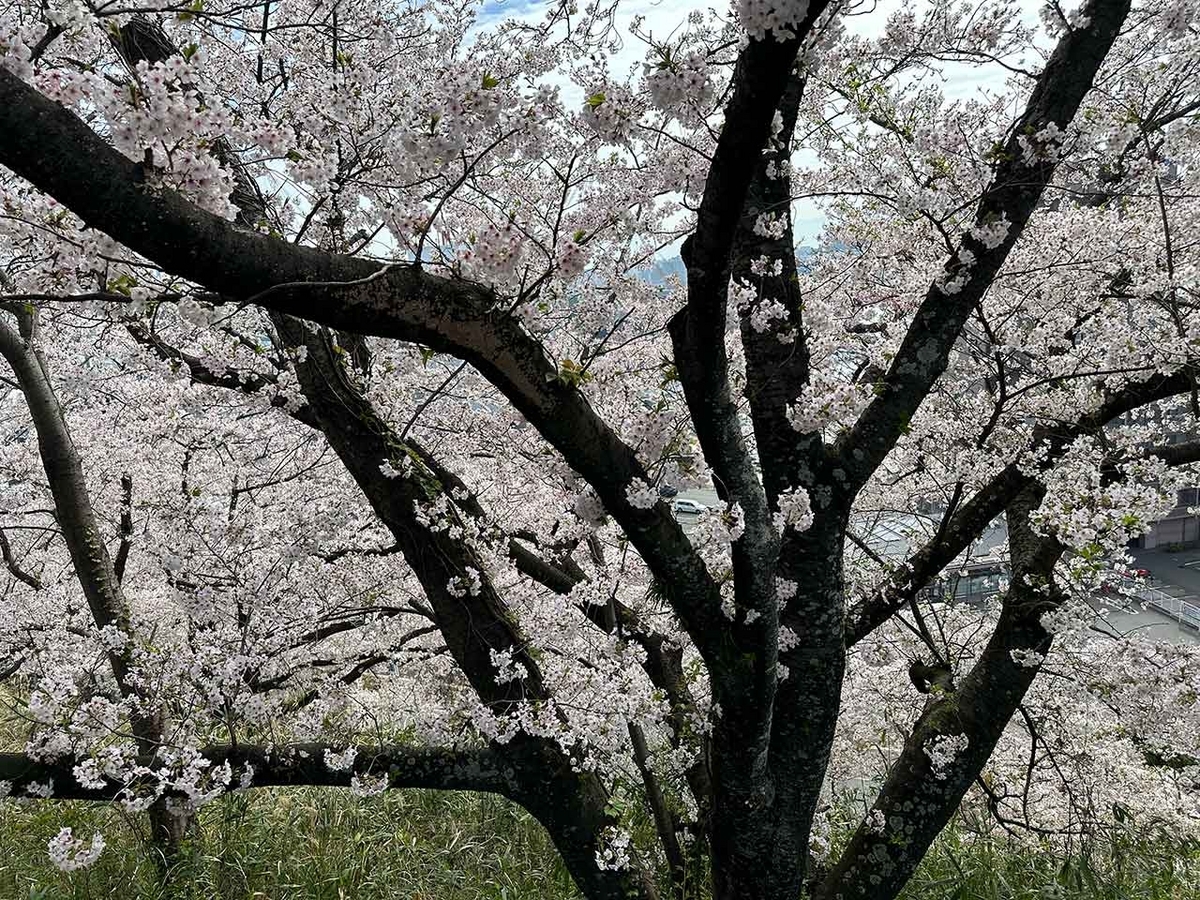 「私のペースで楽しくランラン♪ランニング134本目」福岡の桜の名所 西公園に満開の桜を観に行くコース【適材適食】小園亜由美（管理栄養士・野菜ソムリエ上級プロ）糖尿病専門・甲状腺専門二田哲博クリニック勤務＠福岡姪浜・福岡天神