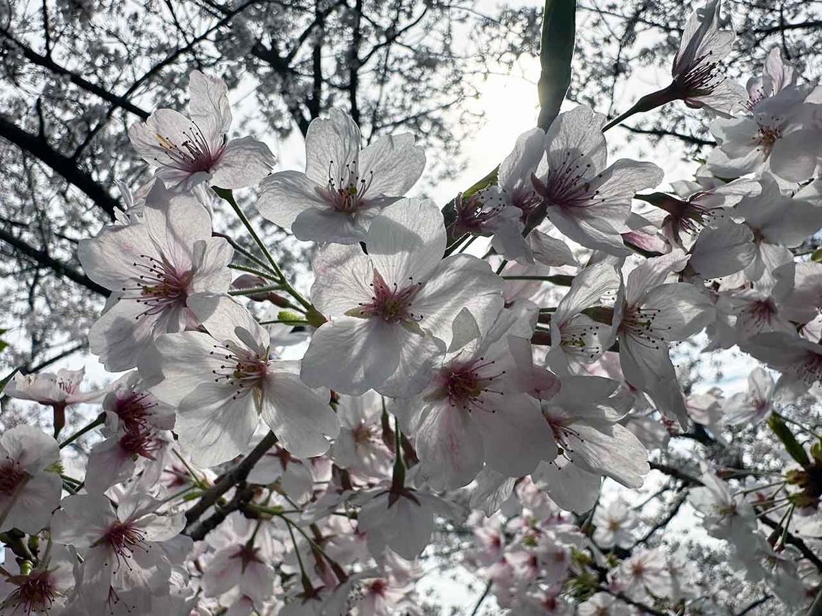 「私のペースで楽しくランラン♪ランニング134本目」福岡の桜の名所 西公園に満開の桜を観に行くコース【適材適食】小園亜由美（管理栄養士・野菜ソムリエ上級プロ）糖尿病専門・甲状腺専門二田哲博クリニック勤務＠福岡姪浜・福岡天神