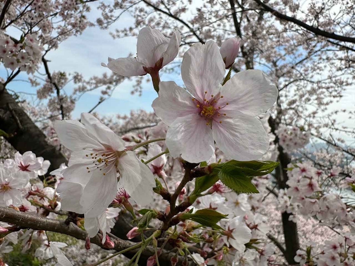 「私のペースで楽しくランラン♪ランニング134本目」福岡の桜の名所 西公園に満開の桜を観に行くコース【適材適食】小園亜由美（管理栄養士・野菜ソムリエ上級プロ）糖尿病専門・甲状腺専門二田哲博クリニック勤務＠福岡姪浜・福岡天神