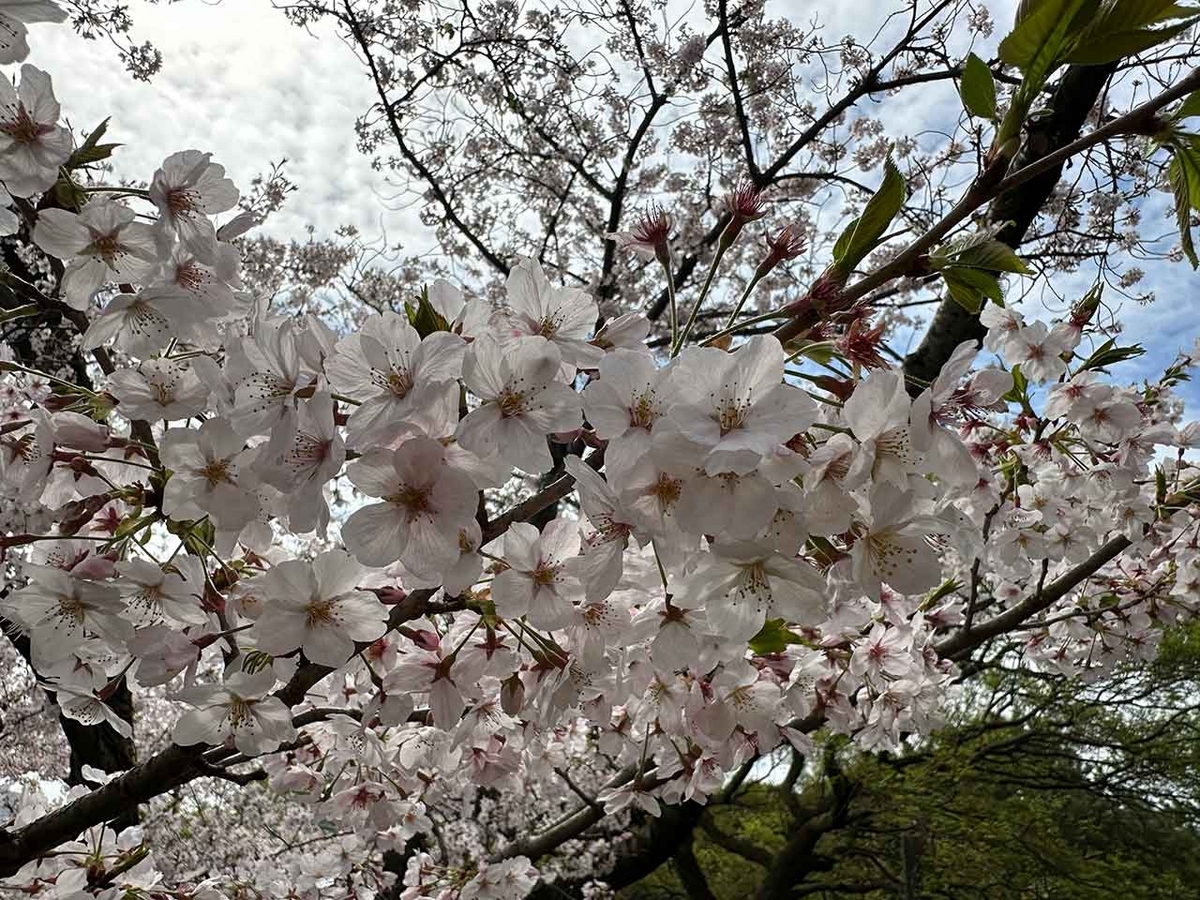 「私のペースで楽しくランラン♪ランニング134本目」福岡の桜の名所 西公園に満開の桜を観に行くコース【適材適食】小園亜由美（管理栄養士・野菜ソムリエ上級プロ）糖尿病専門・甲状腺専門二田哲博クリニック勤務＠福岡姪浜・福岡天神