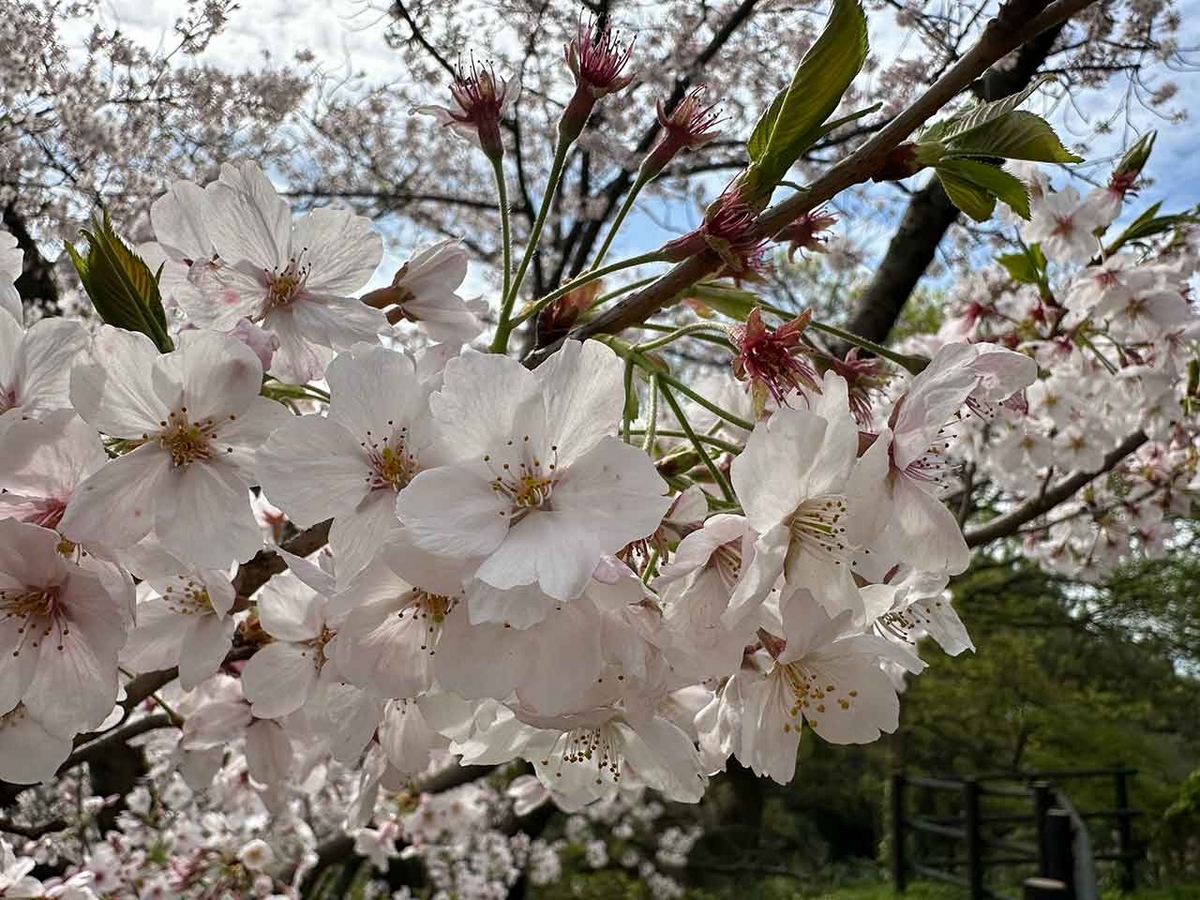 「私のペースで楽しくランラン♪ランニング134本目」福岡の桜の名所 西公園に満開の桜を観に行くコース【適材適食】小園亜由美（管理栄養士・野菜ソムリエ上級プロ）糖尿病専門・甲状腺専門二田哲博クリニック勤務＠福岡姪浜・福岡天神