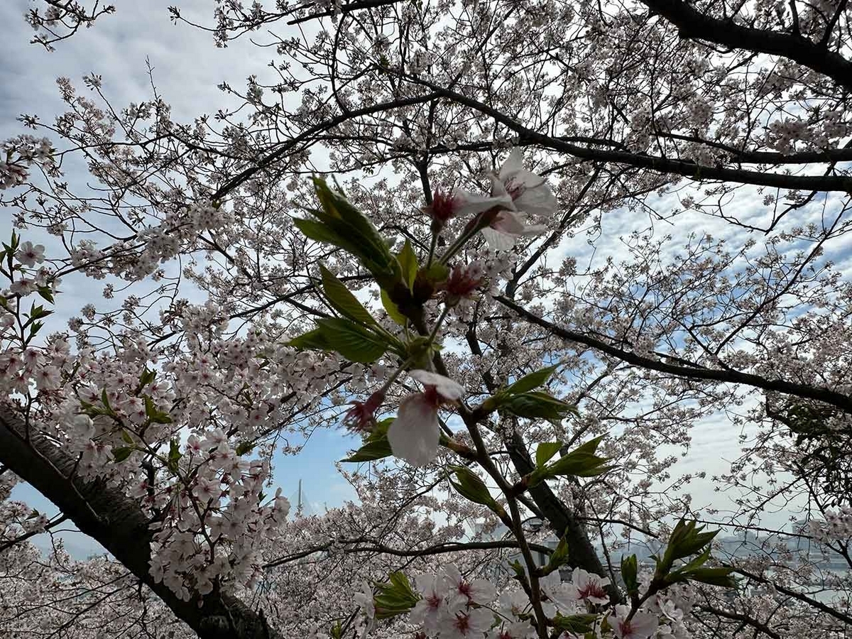 「私のペースで楽しくランラン♪ランニング134本目」福岡の桜の名所 西公園に満開の桜を観に行くコース【適材適食】小園亜由美（管理栄養士・野菜ソムリエ上級プロ）糖尿病専門・甲状腺専門二田哲博クリニック勤務＠福岡姪浜・福岡天神