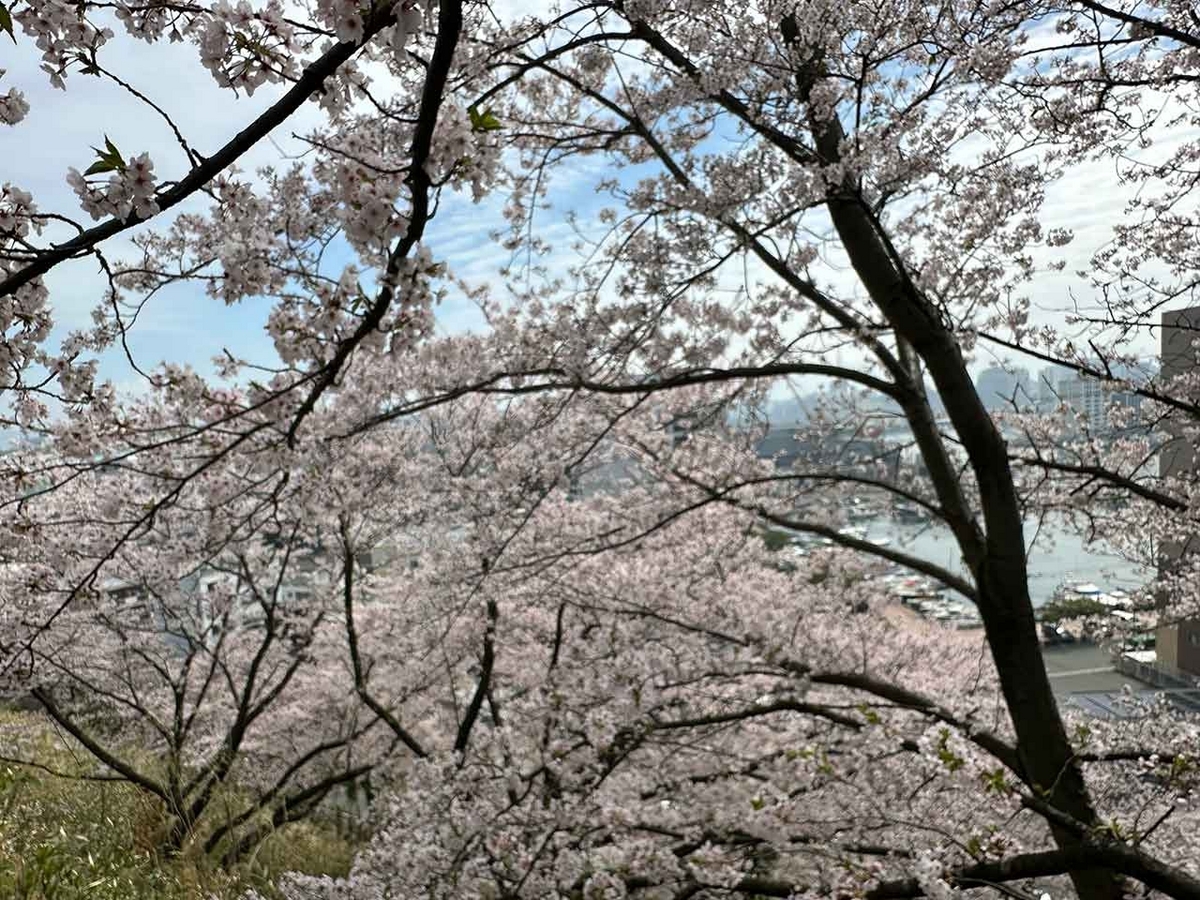 「私のペースで楽しくランラン♪ランニング134本目」福岡の桜の名所 西公園に満開の桜を観に行くコース【適材適食】小園亜由美（管理栄養士・野菜ソムリエ上級プロ）糖尿病専門・甲状腺専門二田哲博クリニック勤務＠福岡姪浜・福岡天神