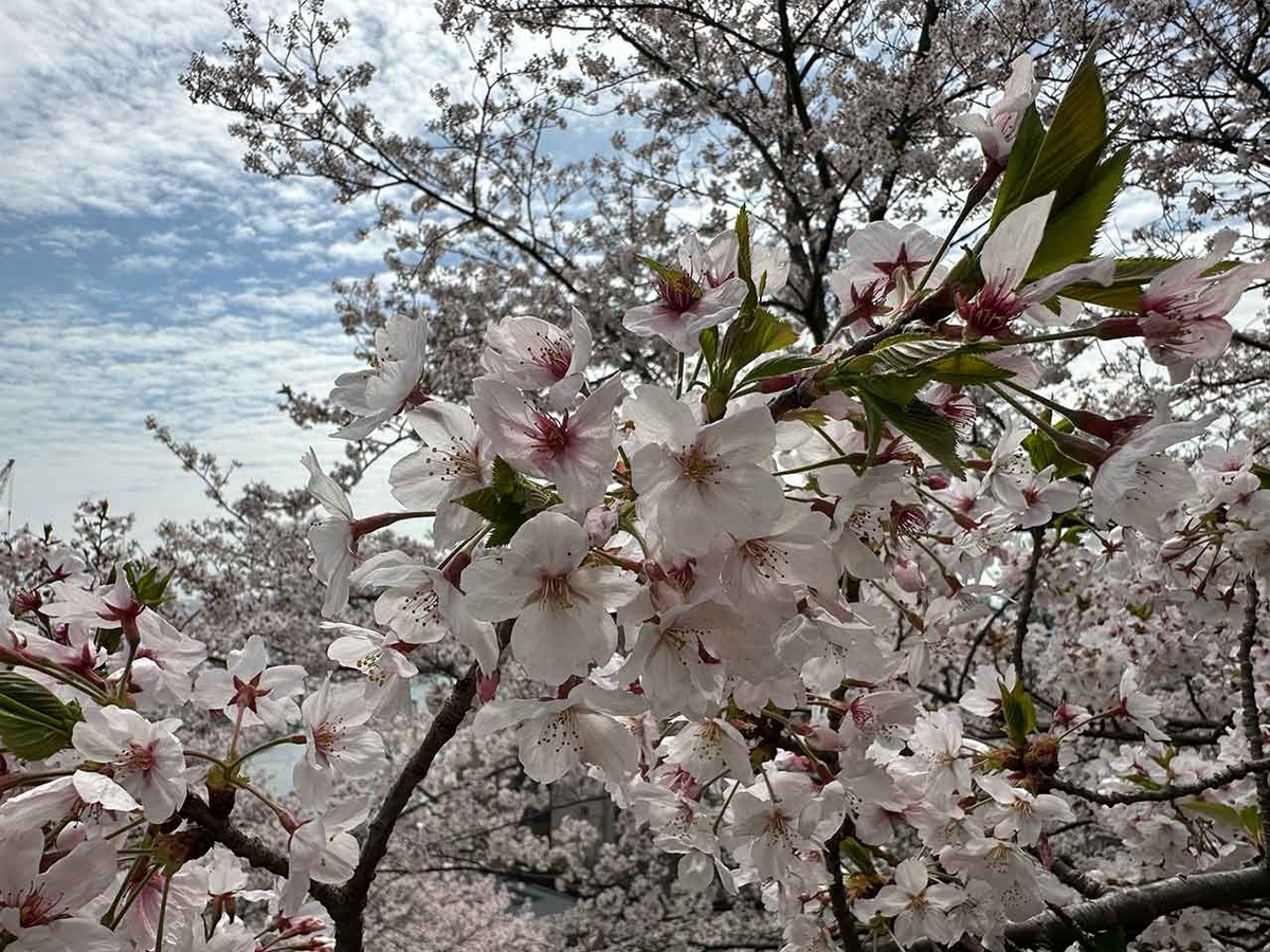 「私のペースで楽しくランラン♪ランニング134本目」福岡の桜の名所 西公園に満開の桜を観に行くコース【適材適食】小園亜由美（管理栄養士・野菜ソムリエ上級プロ）糖尿病専門・甲状腺専門二田哲博クリニック勤務＠福岡姪浜・福岡天神