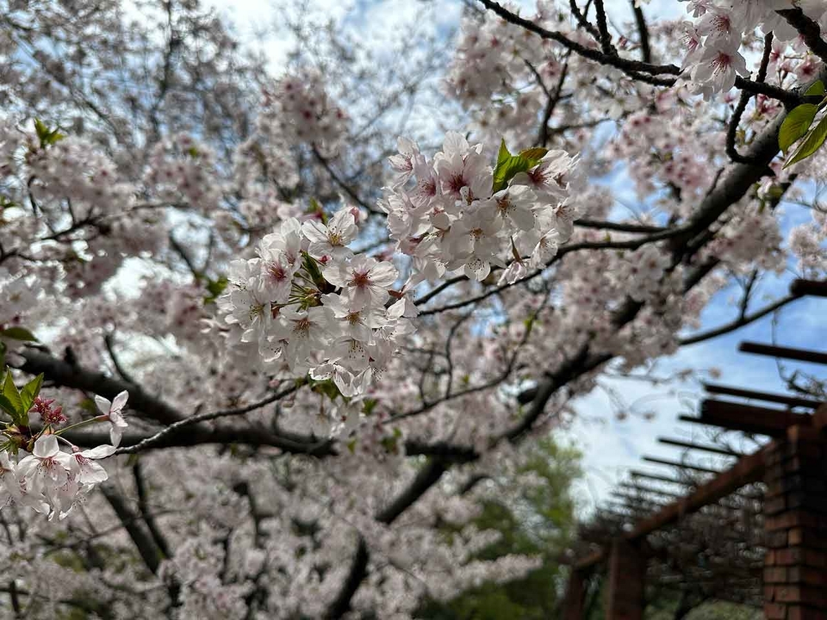 「私のペースで楽しくランラン♪ランニング134本目」福岡の桜の名所 西公園に満開の桜を観に行くコース【適材適食】小園亜由美（管理栄養士・野菜ソムリエ上級プロ）糖尿病専門・甲状腺専門二田哲博クリニック勤務＠福岡姪浜・福岡天神