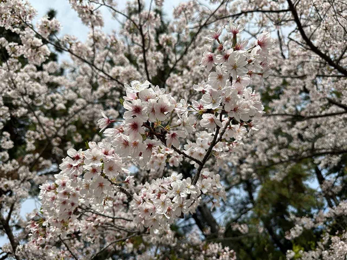 「私のペースで楽しくランラン♪ランニング134本目」福岡の桜の名所 西公園に満開の桜を観に行くコース【適材適食】小園亜由美（管理栄養士・野菜ソムリエ上級プロ）糖尿病専門・甲状腺専門二田哲博クリニック勤務＠福岡姪浜・福岡天神