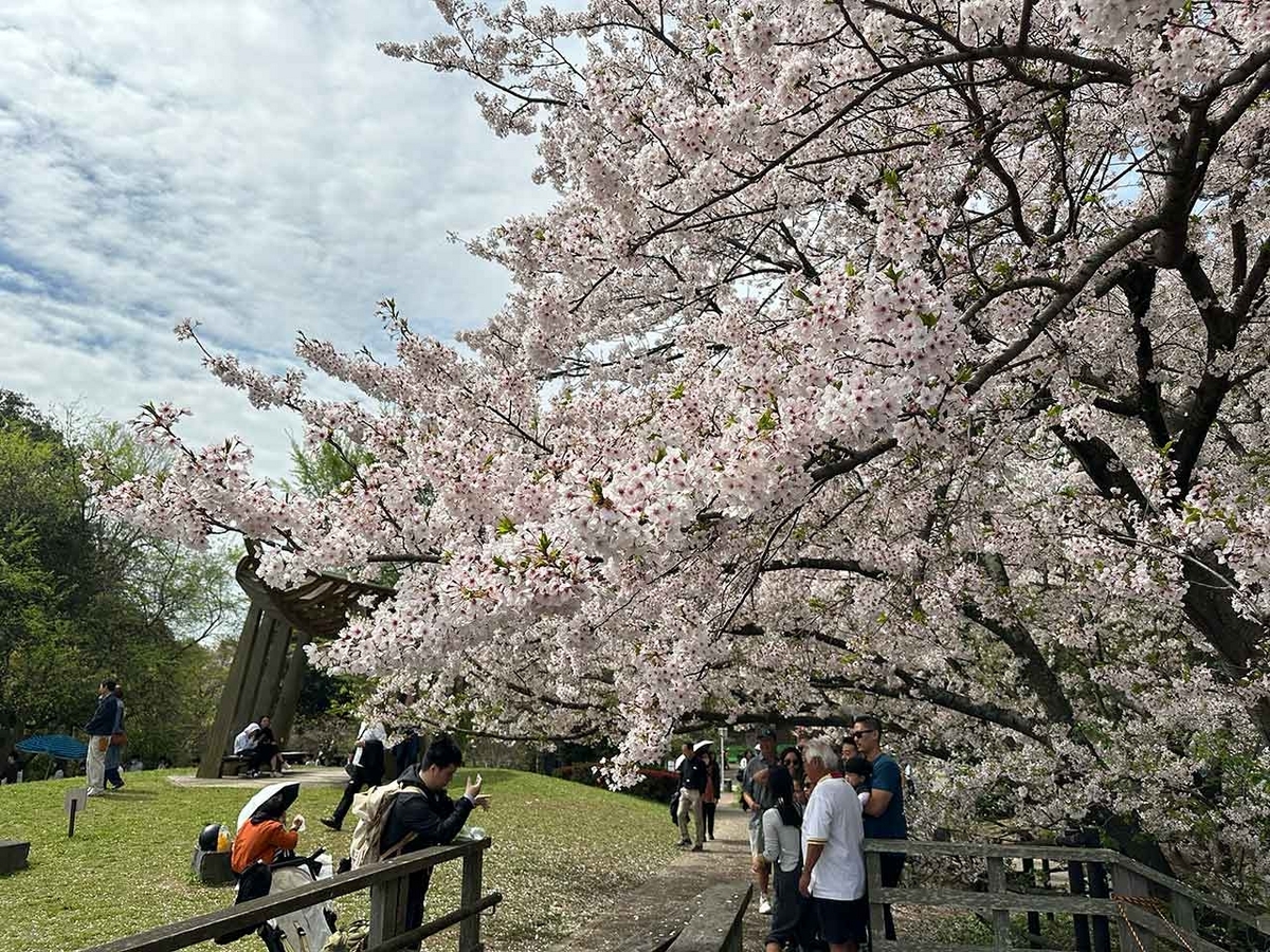 「私のペースで楽しくランラン♪ランニング134本目」福岡の桜の名所 西公園に満開の桜を観に行くコース【適材適食】小園亜由美（管理栄養士・野菜ソムリエ上級プロ）糖尿病専門・甲状腺専門二田哲博クリニック勤務＠福岡姪浜・福岡天神