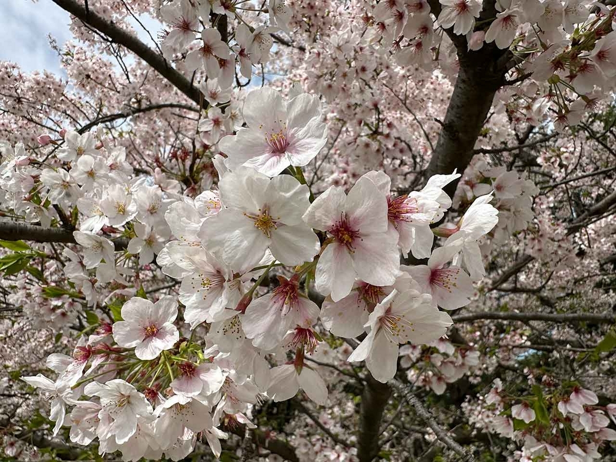 「私のペースで楽しくランラン♪ランニング134本目」福岡の桜の名所 西公園に満開の桜を観に行くコース【適材適食】小園亜由美（管理栄養士・野菜ソムリエ上級プロ）糖尿病専門・甲状腺専門二田哲博クリニック勤務＠福岡姪浜・福岡天神