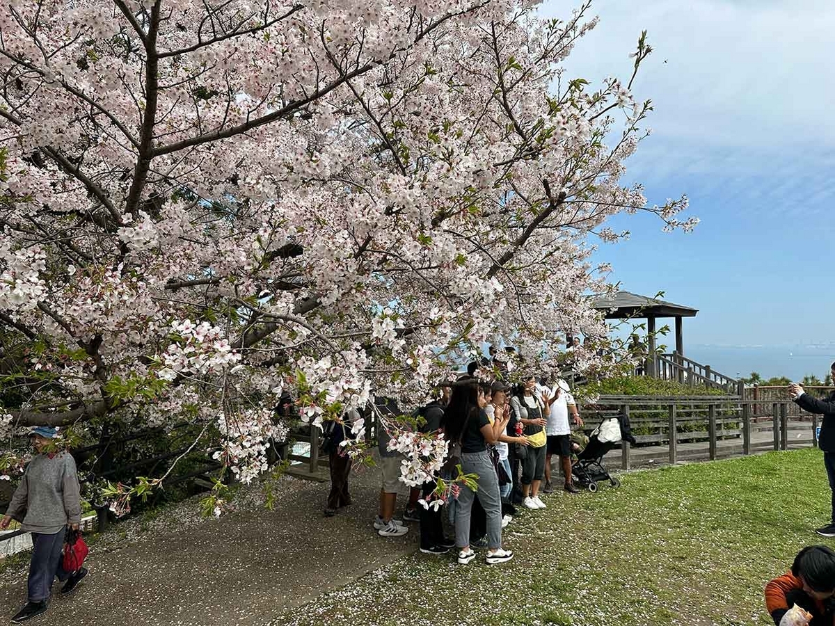 「私のペースで楽しくランラン♪ランニング134本目」福岡の桜の名所 西公園に満開の桜を観に行くコース【適材適食】小園亜由美（管理栄養士・野菜ソムリエ上級プロ）糖尿病専門・甲状腺専門二田哲博クリニック勤務＠福岡姪浜・福岡天神