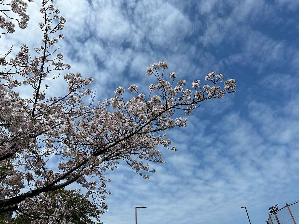 「私のペースで楽しくランラン♪ランニング134本目」福岡の桜の名所 西公園に満開の桜を観に行くコース【適材適食】小園亜由美（管理栄養士・野菜ソムリエ上級プロ）糖尿病専門・甲状腺専門二田哲博クリニック勤務＠福岡姪浜・福岡天神