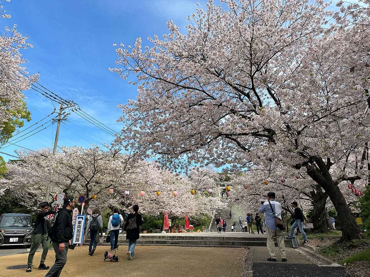 「私のペースで楽しくランラン♪ランニング134本目」福岡の桜の名所 西公園に満開の桜を観に行くコース【適材適食】小園亜由美（管理栄養士・野菜ソムリエ上級プロ）糖尿病専門・甲状腺専門二田哲博クリニック勤務＠福岡姪浜・福岡天神