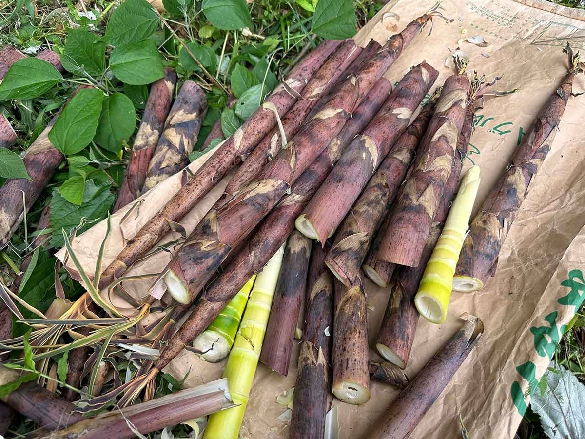 2389食目「タケノコ（祖母の家裏産）」タケノコ掘りをして食べた
