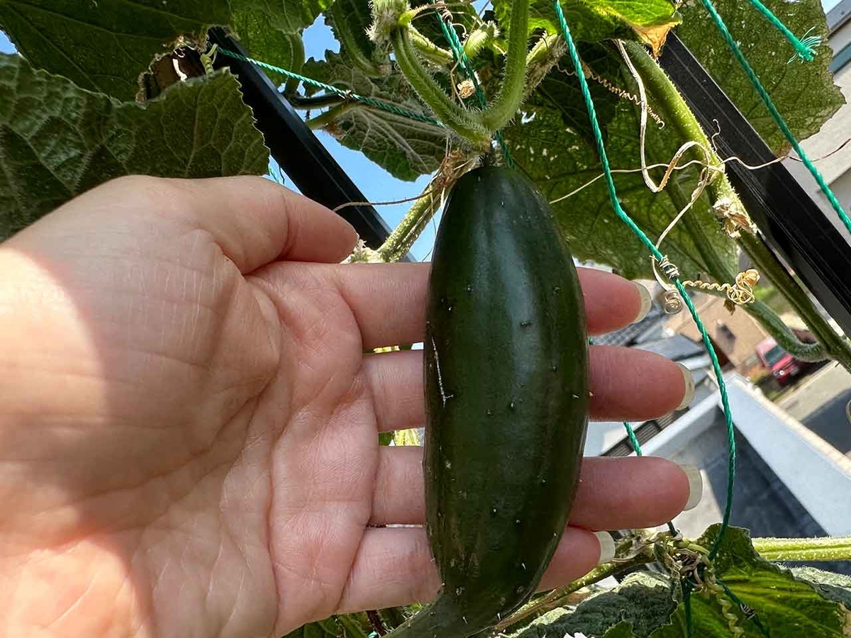 「カタチが変な原因」ベランダ農園2024夏その19【適材適食】小園亜由美（管理栄養士・野菜ソムリエ上級プロ）糖尿病専門・甲状腺専門二田哲博クリニック勤務＠福岡姪浜・福岡天神