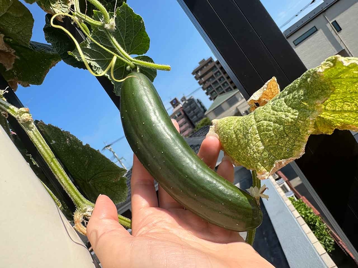 「カタチが変な原因」ベランダ農園2024夏その19【適材適食】小園亜由美（管理栄養士・野菜ソムリエ上級プロ）糖尿病専門・甲状腺専門二田哲博クリニック勤務＠福岡姪浜・福岡天神