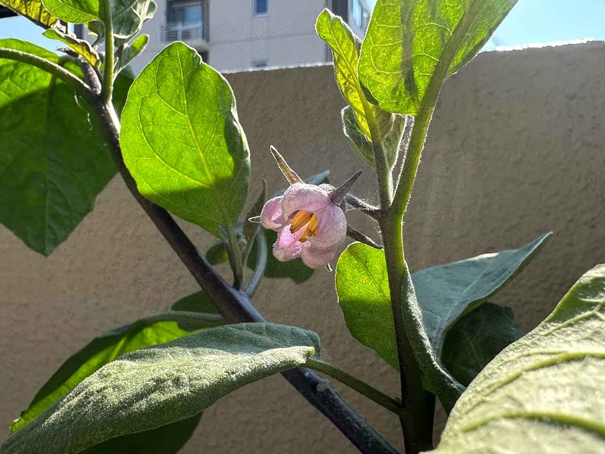 「カタチが変な原因」ベランダ農園2024夏その19【適材適食】小園亜由美（管理栄養士・野菜ソムリエ上級プロ）糖尿病専門・甲状腺専門二田哲博クリニック勤務＠福岡姪浜・福岡天神