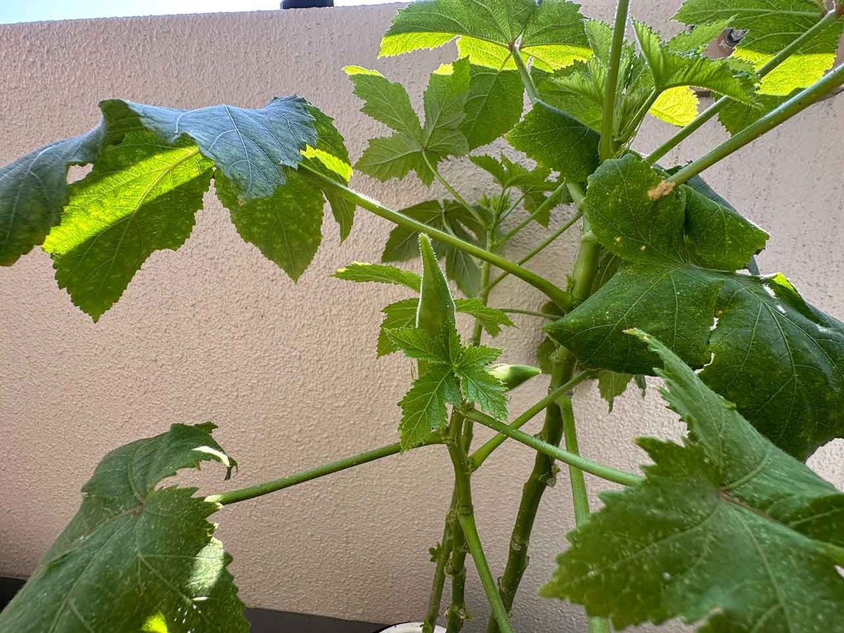 「カタチが変な原因」ベランダ農園2024夏その19【適材適食】小園亜由美（管理栄養士・野菜ソムリエ上級プロ）糖尿病専門・甲状腺専門二田哲博クリニック勤務＠福岡姪浜・福岡天神