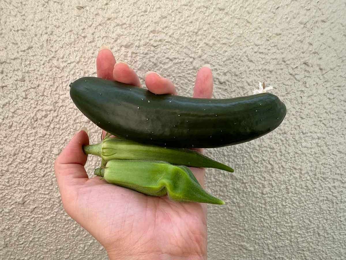 「カタチが変な原因」ベランダ農園2024夏その19【適材適食】小園亜由美（管理栄養士・野菜ソムリエ上級プロ）糖尿病専門・甲状腺専門二田哲博クリニック勤務＠福岡姪浜・福岡天神