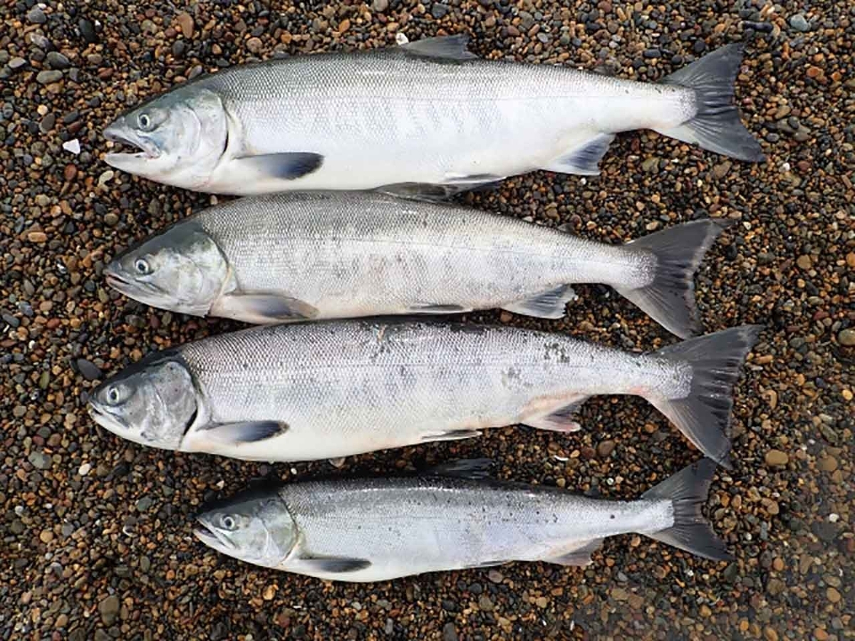 「鮭を上手に保存して上手に解凍する方法」いつものサケをより美味しく!【適材適食】小園亜由美(管理栄養士・野菜ソムリエ上級プロ)糖尿病専門・甲状腺専門二田哲博クリニック勤務@福岡姪浜・福岡天神