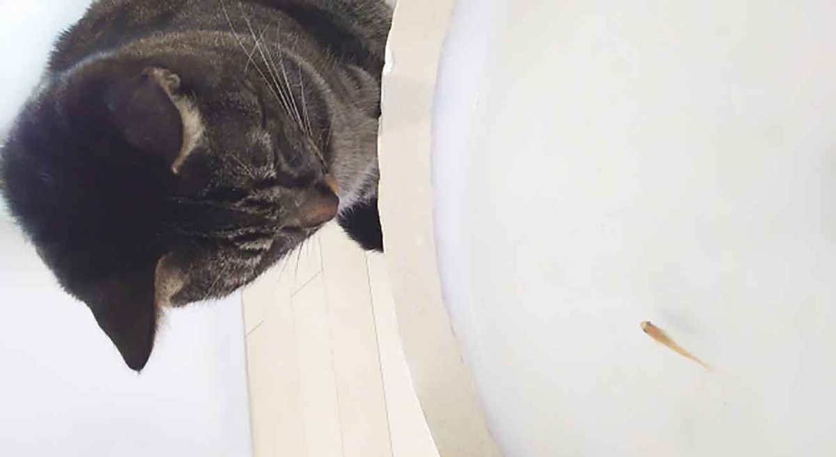 「お魚、食べないの？」年間魚介消費量が過去最低に【適材適食】小園亜由美（管理栄養士・野菜ソムリエ上級プロ）糖尿病専門・甲状腺専門二田哲博クリニック勤務＠福岡姪浜・福岡天神
