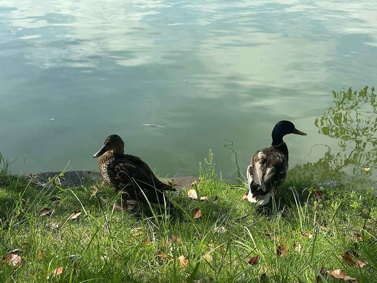 「私のペースで楽しくランラン♪ランニング224本目」姪浜から大濠公園を廻って戻ってくるコース【適材適食】小園亜由美（管理栄養士・野菜ソムリエ上級プロ）糖尿病専門・甲状腺専門二田哲博クリニック勤務＠福岡姪浜・福岡天神