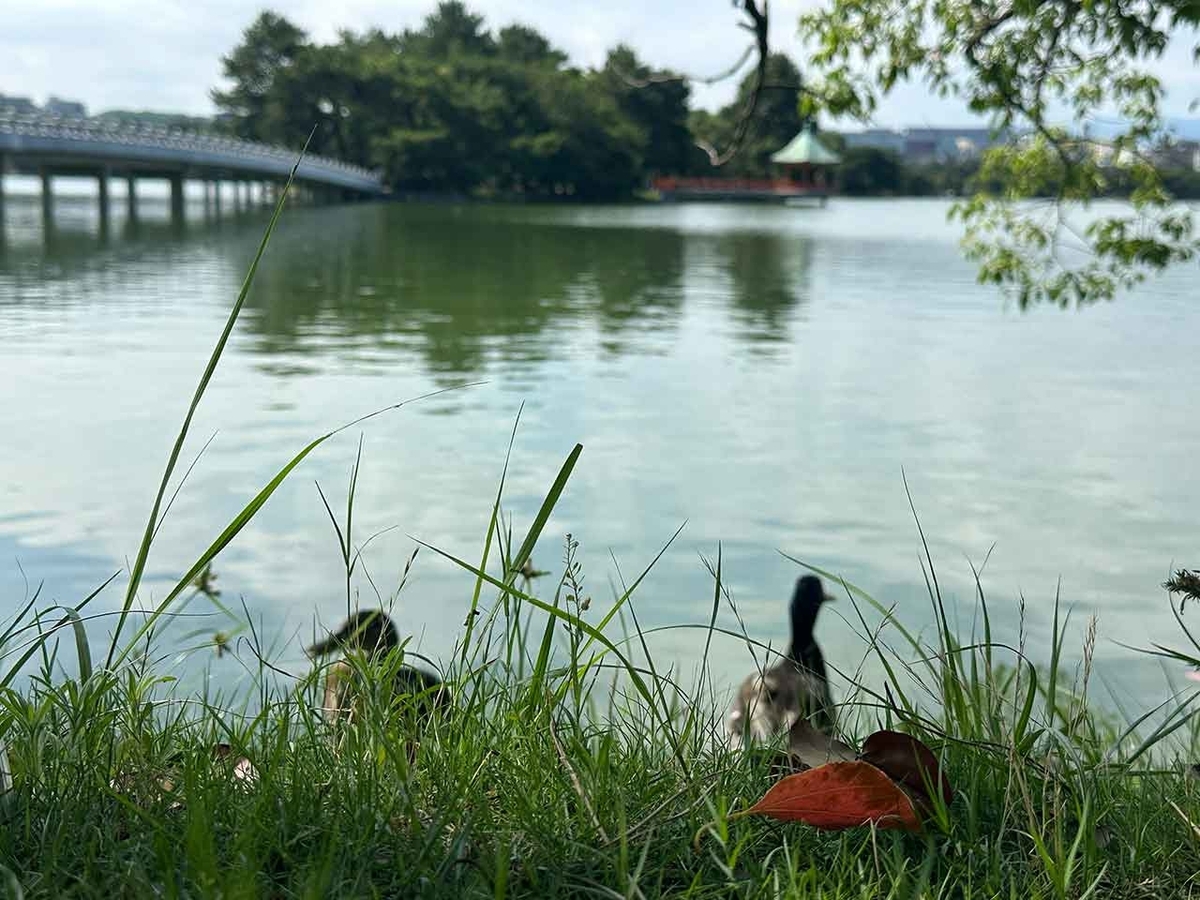 「私のペースで楽しくランラン♪ランニング224本目」姪浜から大濠公園を廻って戻ってくるコース【適材適食】小園亜由美（管理栄養士・野菜ソムリエ上級プロ）糖尿病専門・甲状腺専門二田哲博クリニック勤務＠福岡姪浜・福岡天神