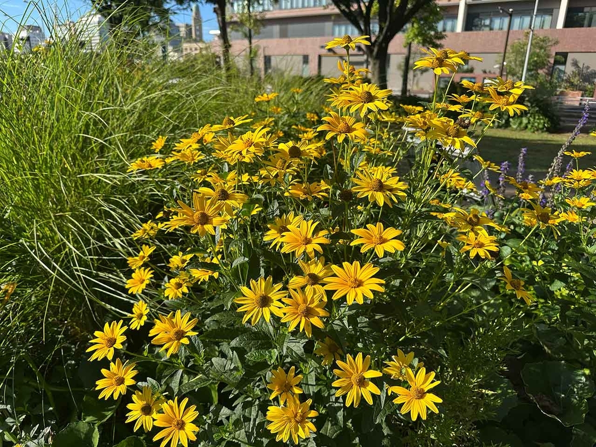「旅ラン：夏の横浜みなとみらい前篇」横浜へ（＠夏の横浜2025その3）【適材適食】小園亜由美（管理栄養士・野菜ソムリエ上級プロ）糖尿病専門・甲状腺専門二田哲博クリニック勤務＠福岡姪浜・福岡天神