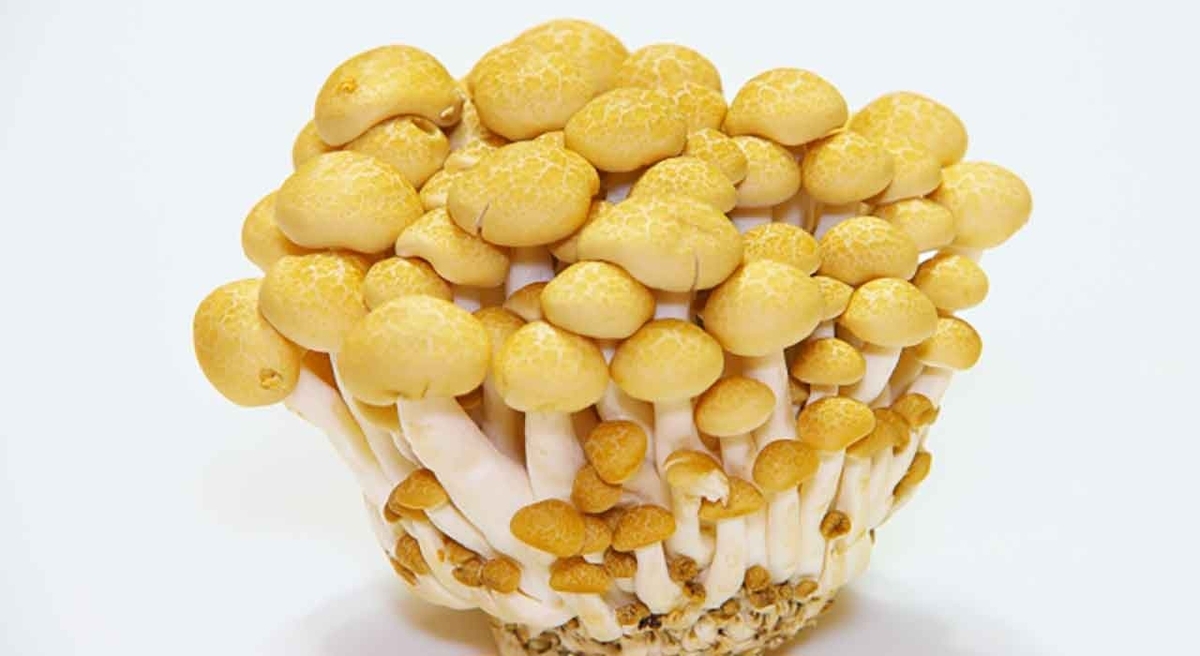 「冷凍に向いたキノコ 冷凍に向かないキノコ」キノコは冷凍すると味や栄養価が変化する?!【適材適食】小園亜由美(管理栄養士・野菜ソムリエ上級プロ)糖尿病専門・甲状腺専門二田哲博クリニック勤務@福岡姪浜・福岡天神