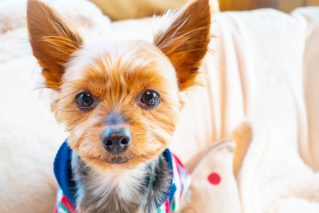 彼氏が犬が苦手と発覚して結婚が危うい ペットも結婚も諦めない方法 はぴらぼ