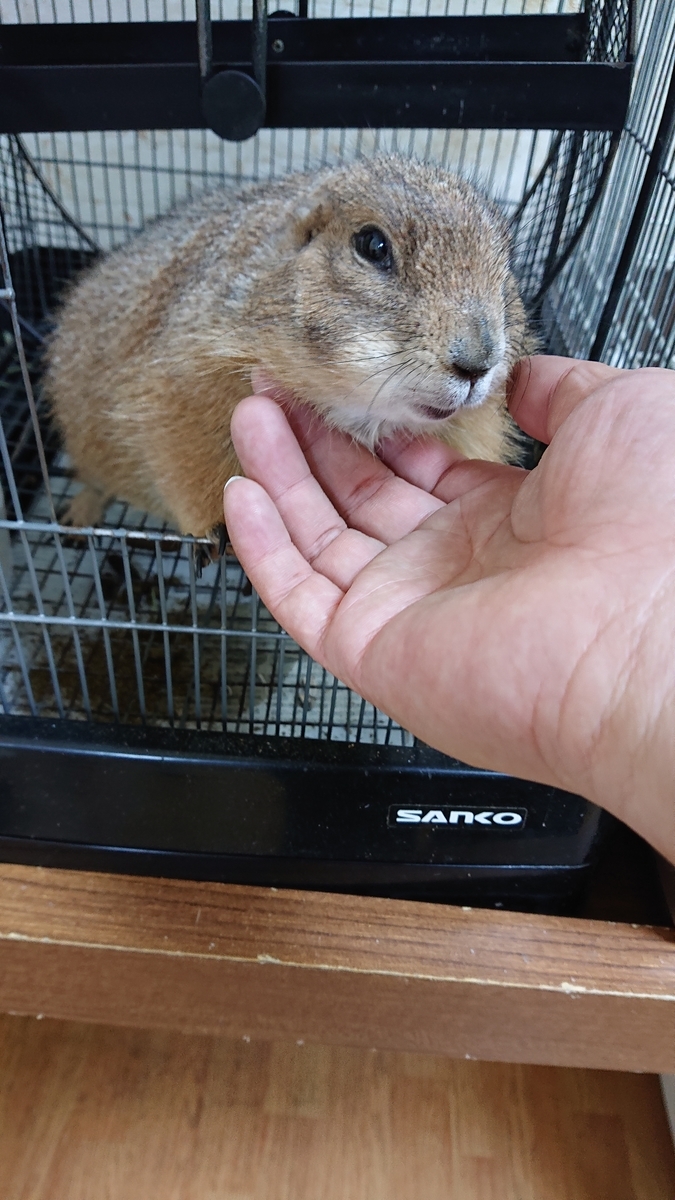 f:id:krbdarts:20190727090651j:plain f:id:krbdarts:20190727090651j:plain