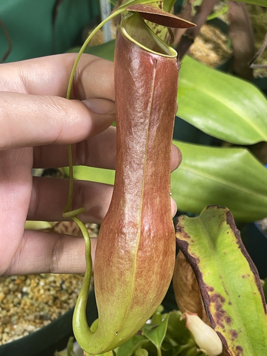 f:id:krf213:20220104230523j:plain