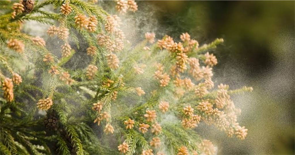 f:id:krinblog:20210123145048j:image