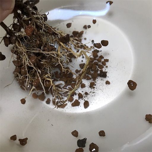 ハイドロカルチャーのコーヒーを大きな鉢に植え替え Toriのシンプルライフ