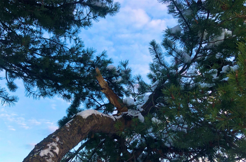f:id:krobin:20190327065953j:image