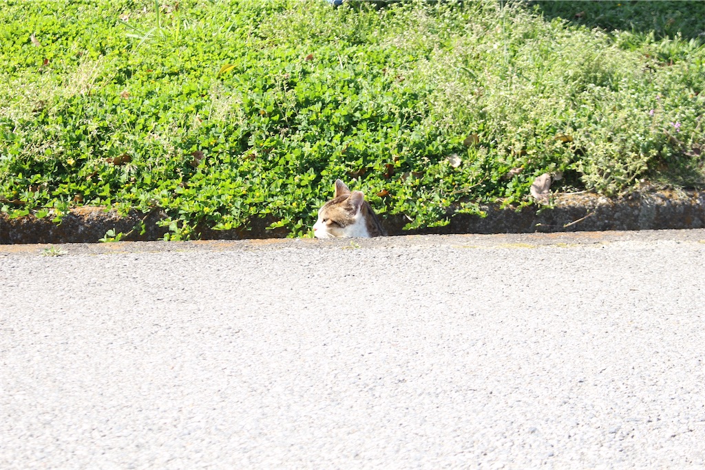 f:id:kryo428:20240430153120j:image