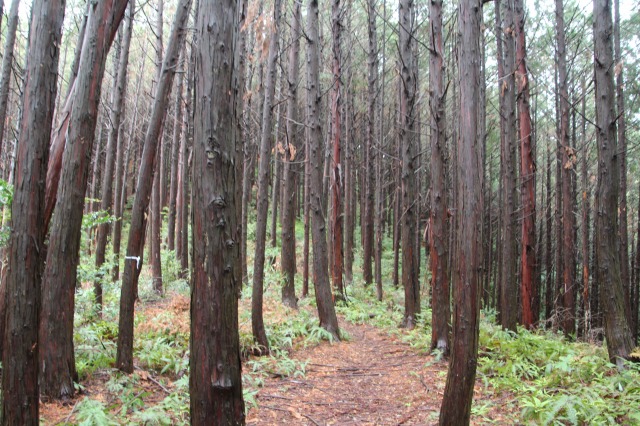 f:id:ksagi:20190505211807j:plain