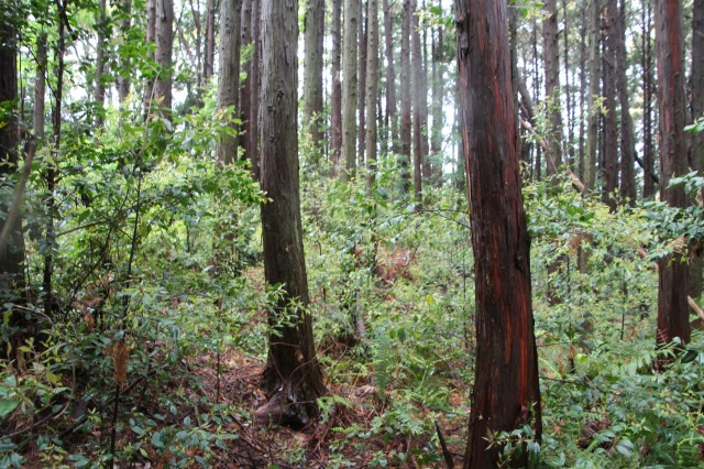 f:id:ksagi:20190505212039j:plain