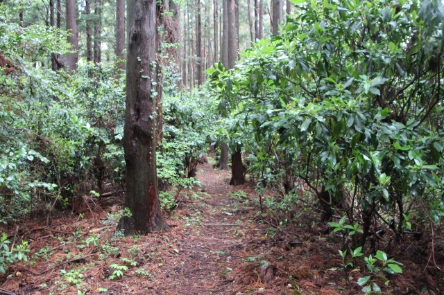 f:id:ksagi:20190505212630j:plain