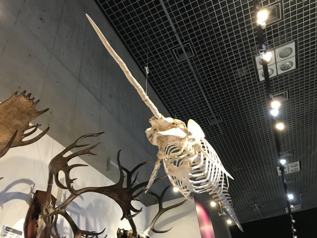 f:id:ksagi:20190526123420j:plain