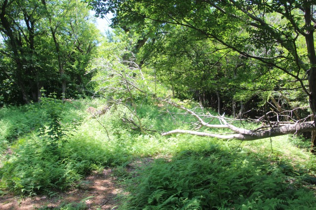 f:id:ksagi:20190628205358j:plain