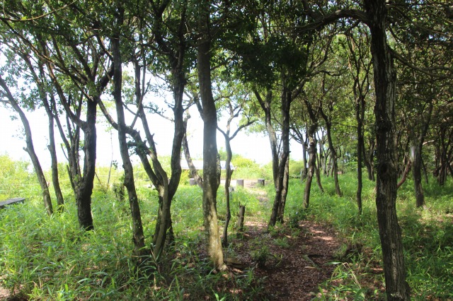 f:id:ksagi:20190628212619j:plain