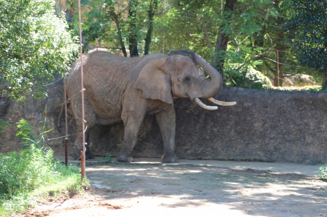 f:id:ksagi:20200430163221j:plain