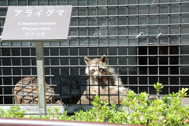 f:id:ksagi:20200430163237j:plain