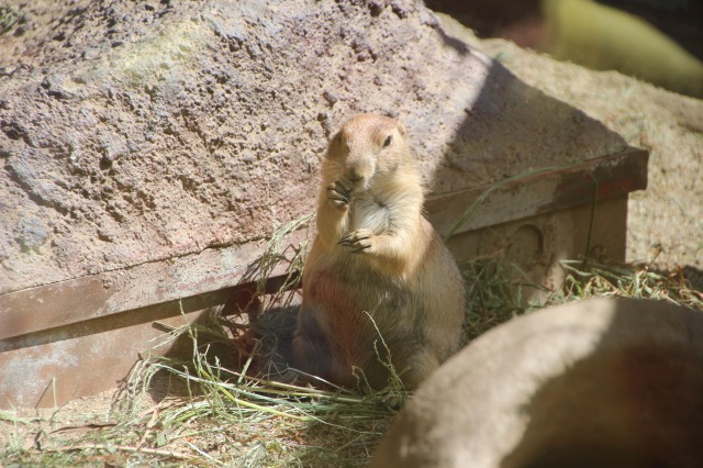 f:id:ksagi:20200430163710j:plain