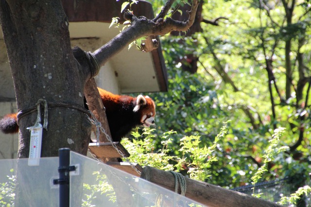 f:id:ksagi:20200430163722j:plain